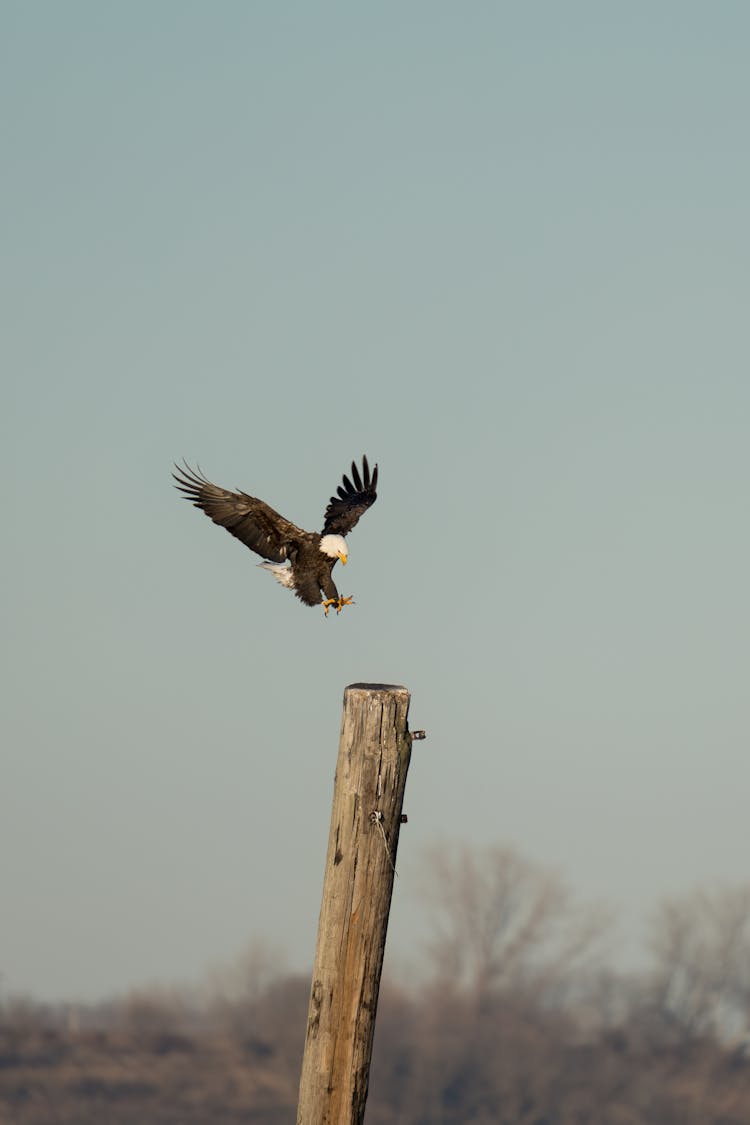 Bald Eagle Landing On A Wooden Post