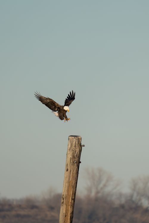 Free Majestic bald eagle landing on a wooden post in Syracuse, NY. Stock Photo