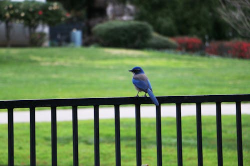 Free stock photo of animal, blue bird, scrubjay Stock Photo