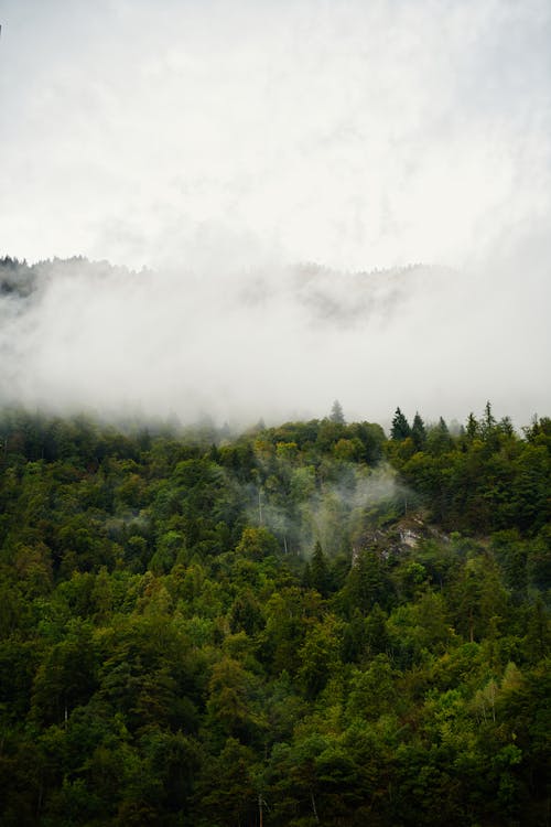 Aerial View of Thick Mist above Forest