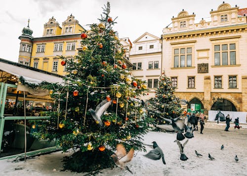 Christmas Tree in a Town Square 