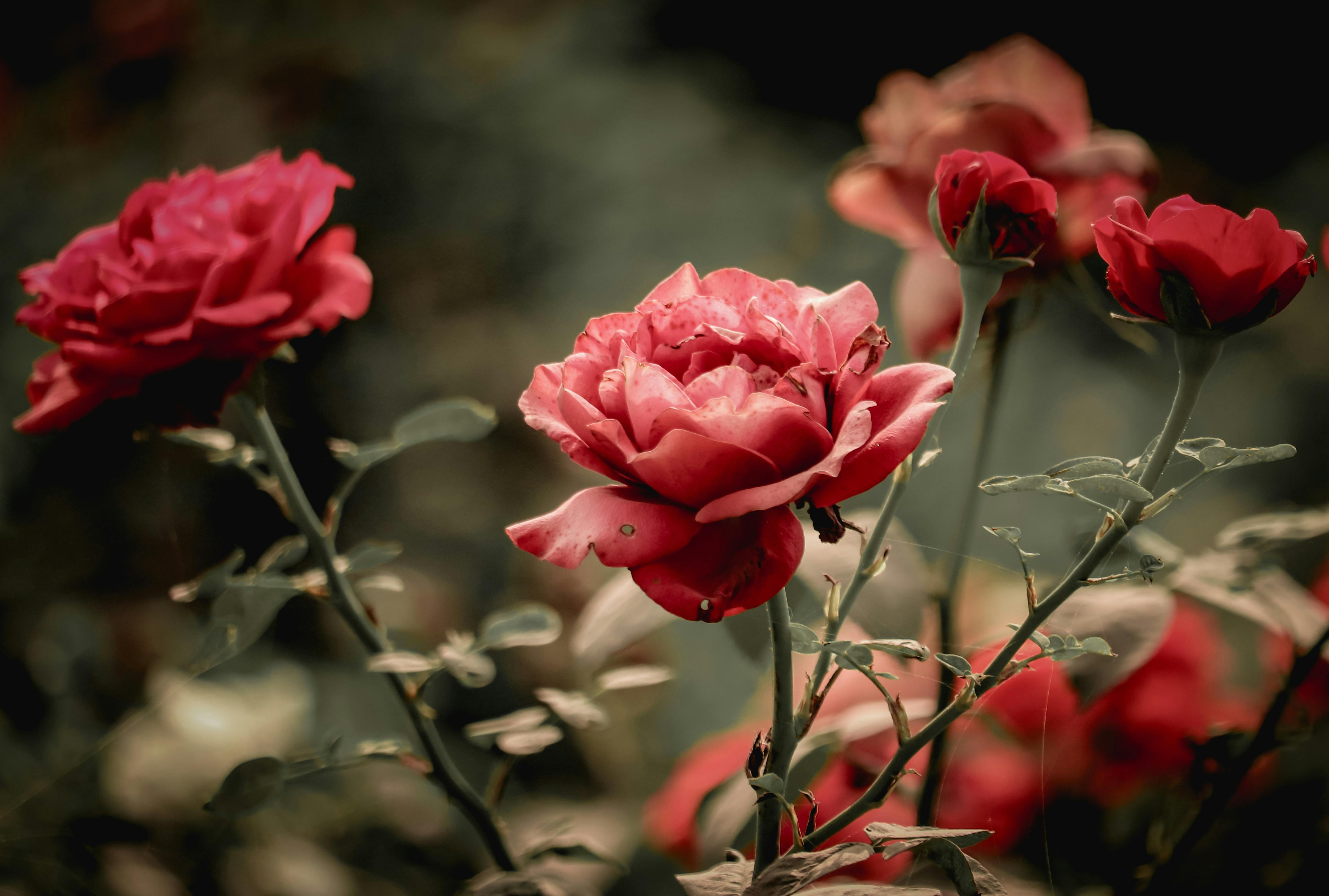 How Do I Create A Nopal-friendly Ecosystem In My Garden?