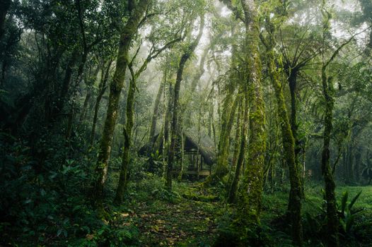 A serene, mossy forest with a hidden bower enveloped in mist, evoking mystery and imagination.