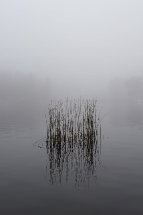 Základová fotografie zdarma na téma jezero, kopírování, mlha