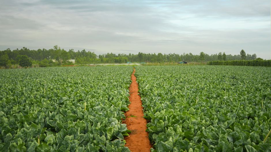 Illustration for Causes of crop diseases in Diseases of Crops