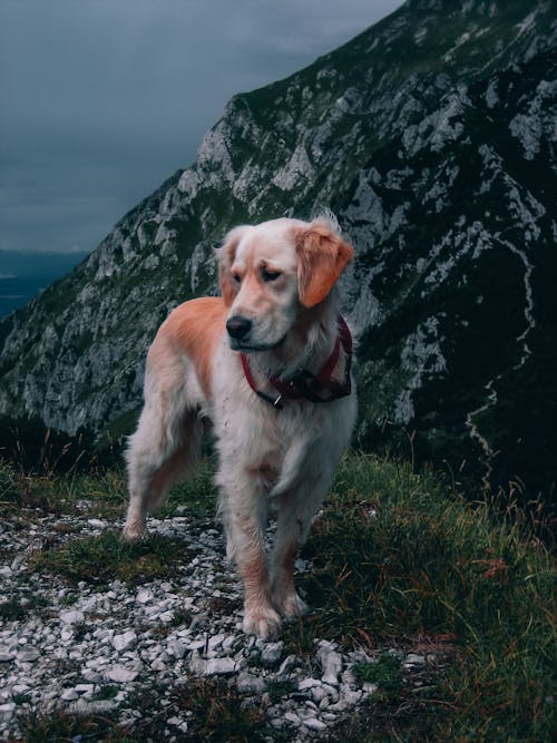 Základová fotografie zdarma na téma hnědý pes, psí chůze, retrívr
