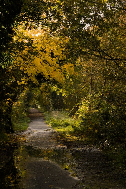 Free Pathway in an Autumn Forest Stock Photo