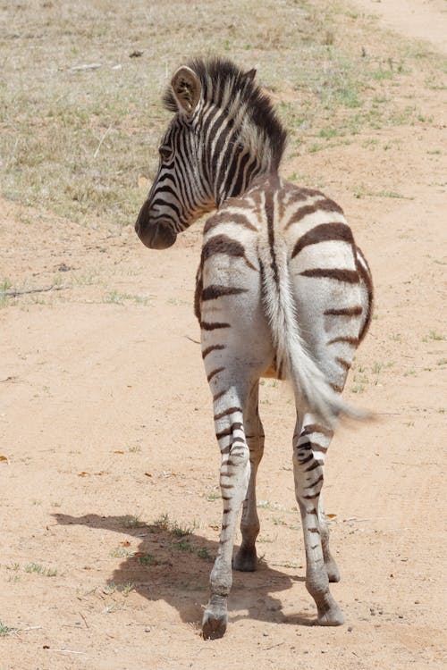 Foto profissional grátis de animal, estampa de zebra, listras