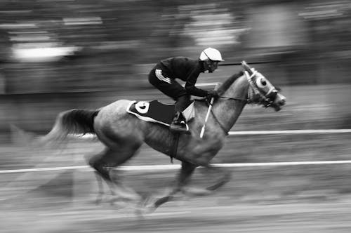 Gratis arkivbilde med hastighet, hest, hvit og svart