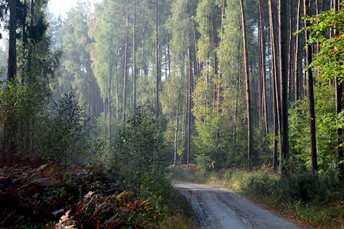 Безкоштовне стокове фото на тему «берези, варварський, великий план»