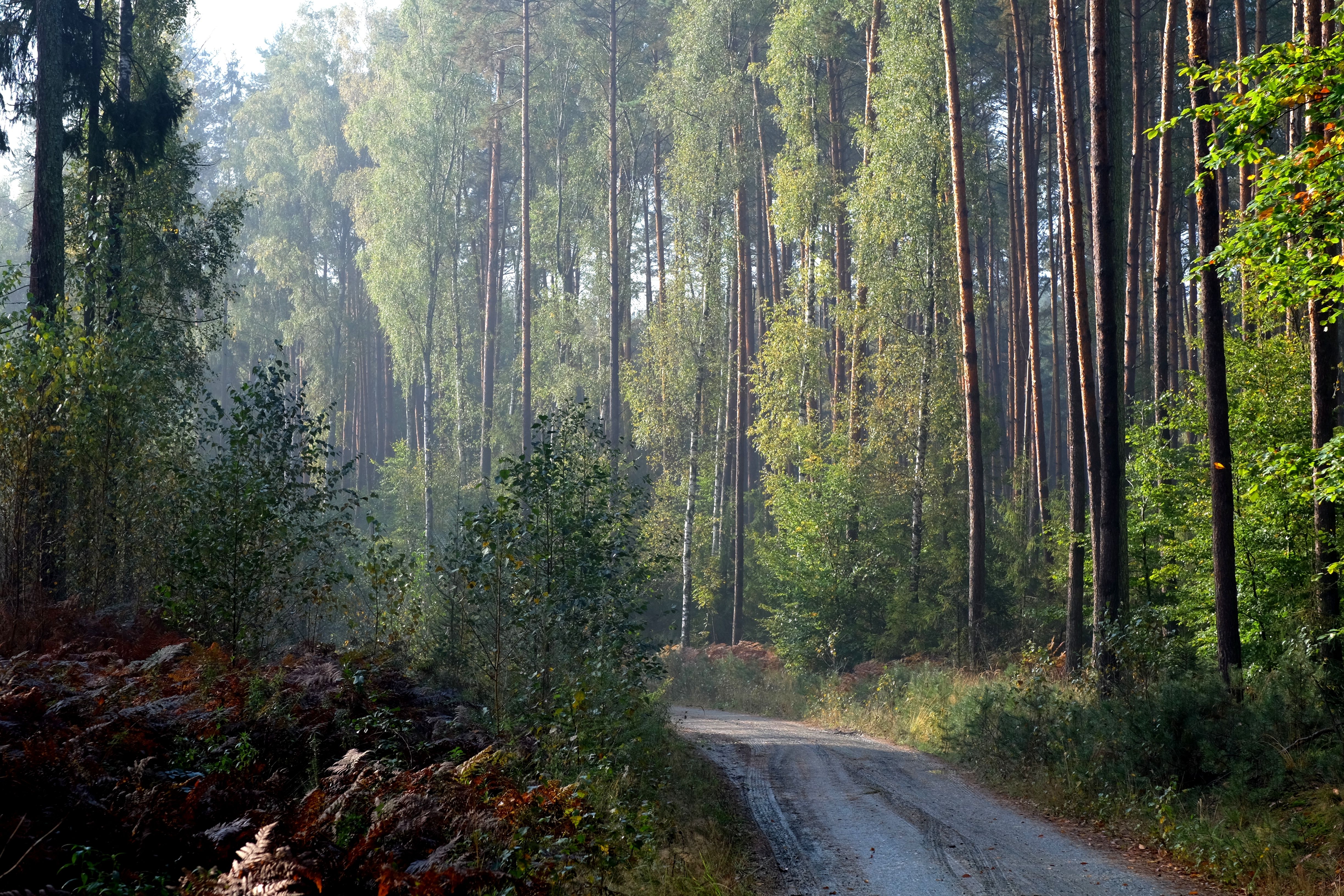 A dirt road in the forest with trees · Free Stock Photo