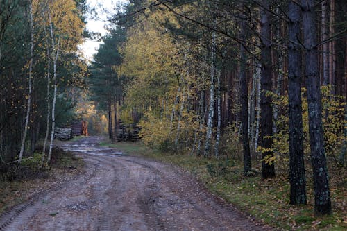 Безкоштовне стокове фото на тему «алея, берези, великий план»