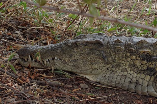 Foto profissional grátis de croc, Crocodilo, crocodilo do nilo