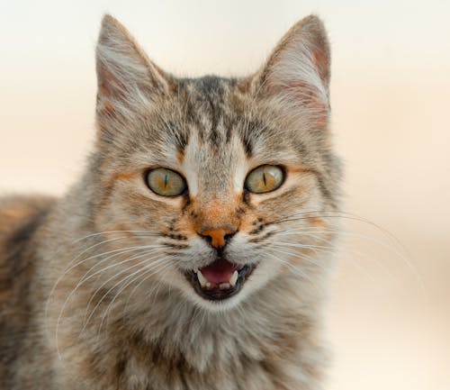 Close-up of a Meowing Cat 