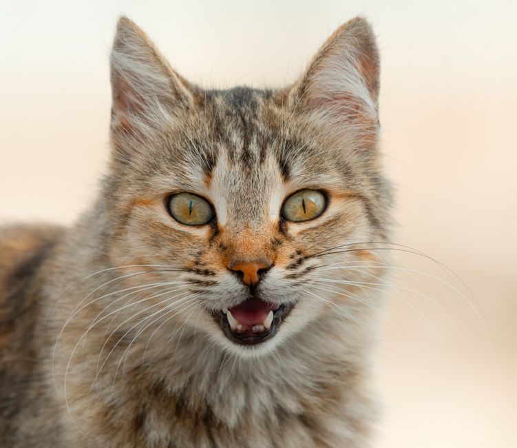 A detailed close-up of a tabby cat meowing, showcasing its whiskers and expressive eyes.
