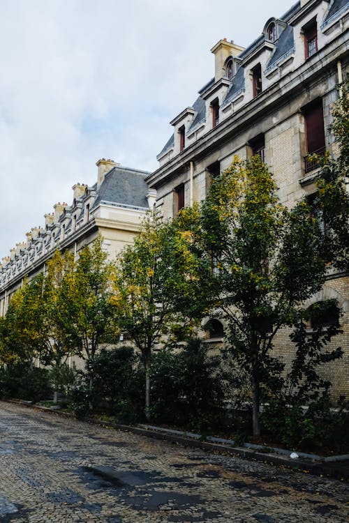 Free Trees by Empty Street in Paris  Stock Photo