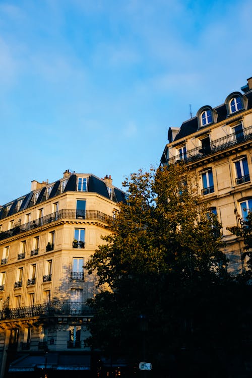 Trees and Buildings in Paris behind
