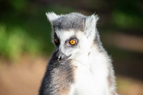 Ring Tailed Lemur 