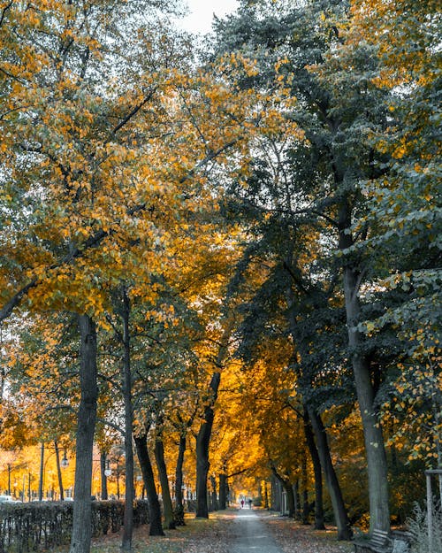 View of a Sidewalk between Autumnal Trees