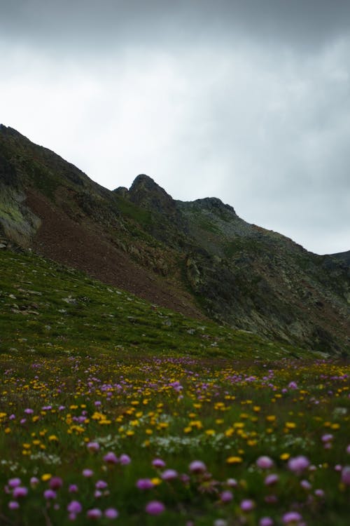 Ilmainen kuvapankkikuva tunnisteilla kallio, kesä, kukat