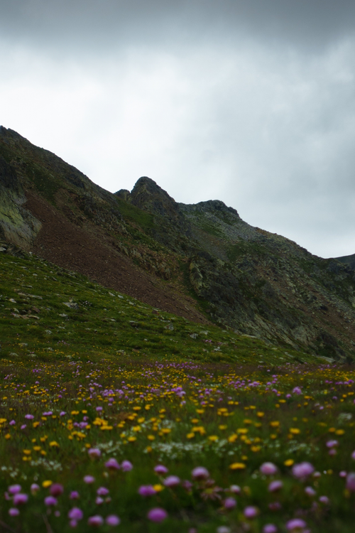 Free Beautiful meadow with vibrant wildflowers against a rugged mountain backdrop. Stock Photo