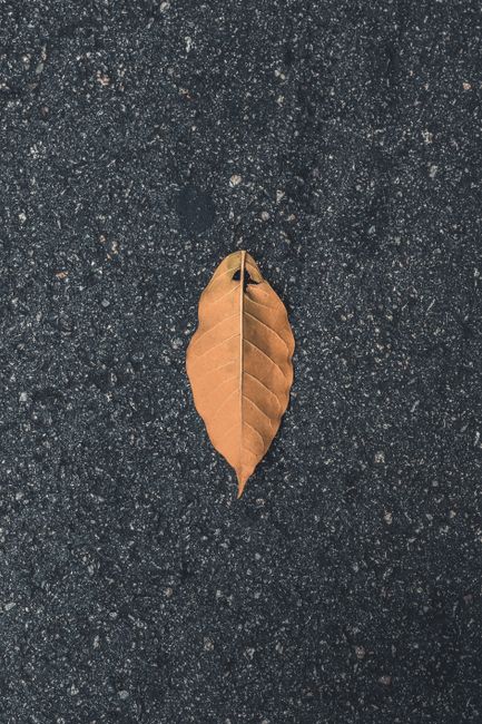 A solitary dried leaf on an asphalt surface, capturing the essence of autumn.
