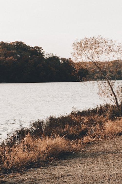 Základová fotografie zdarma na téma padání, podzim, řeka