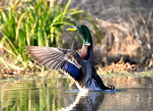 Free A stunning mallard duck spreads its wings in a pond, Batavia, IL. Stock Photo
