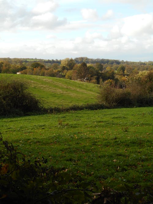 Scenic View of Green Hills and Trees