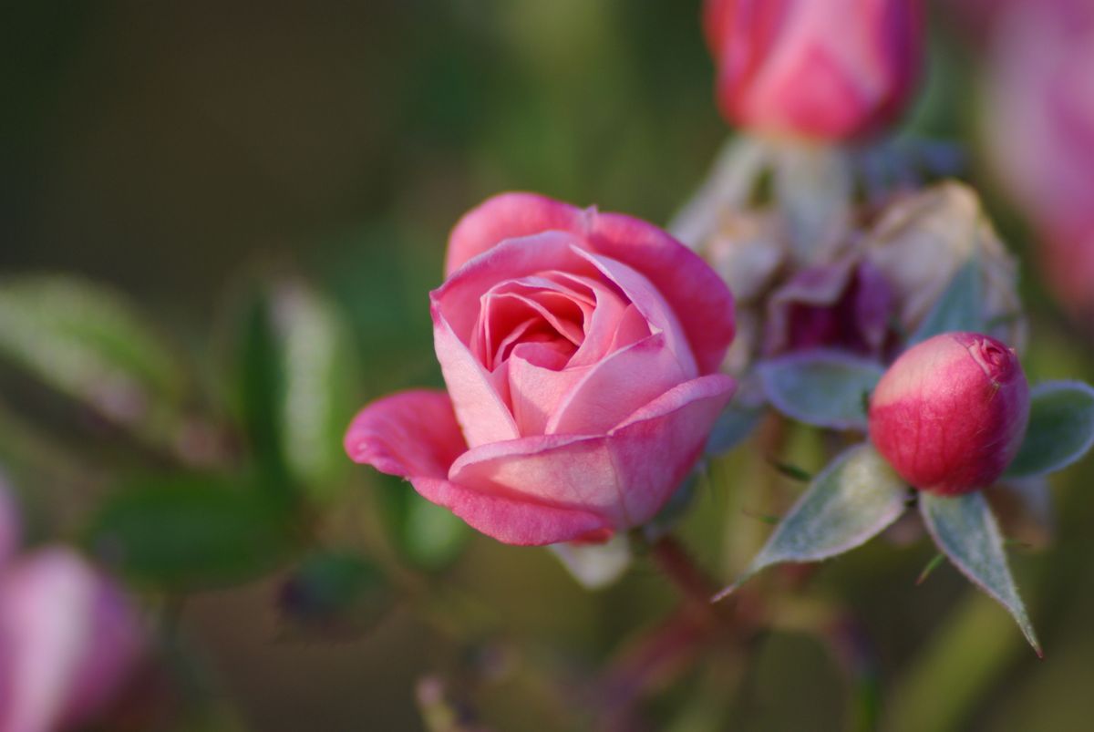 Pink Rose in Bloom · Free Stock Photo