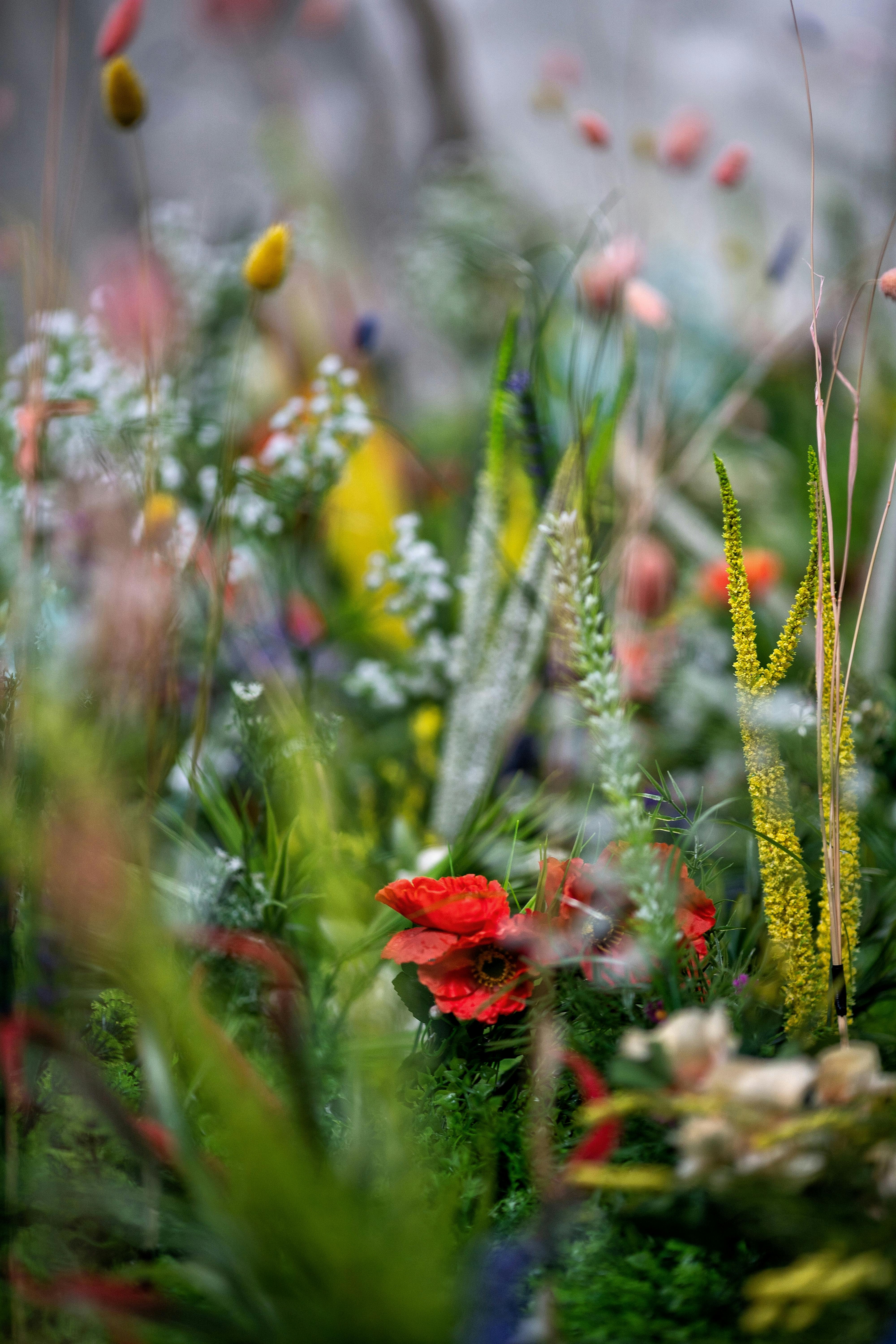 Close-up of a colorful wildflower meadow with selective focus, highlighting diverse flowers in full bloom.