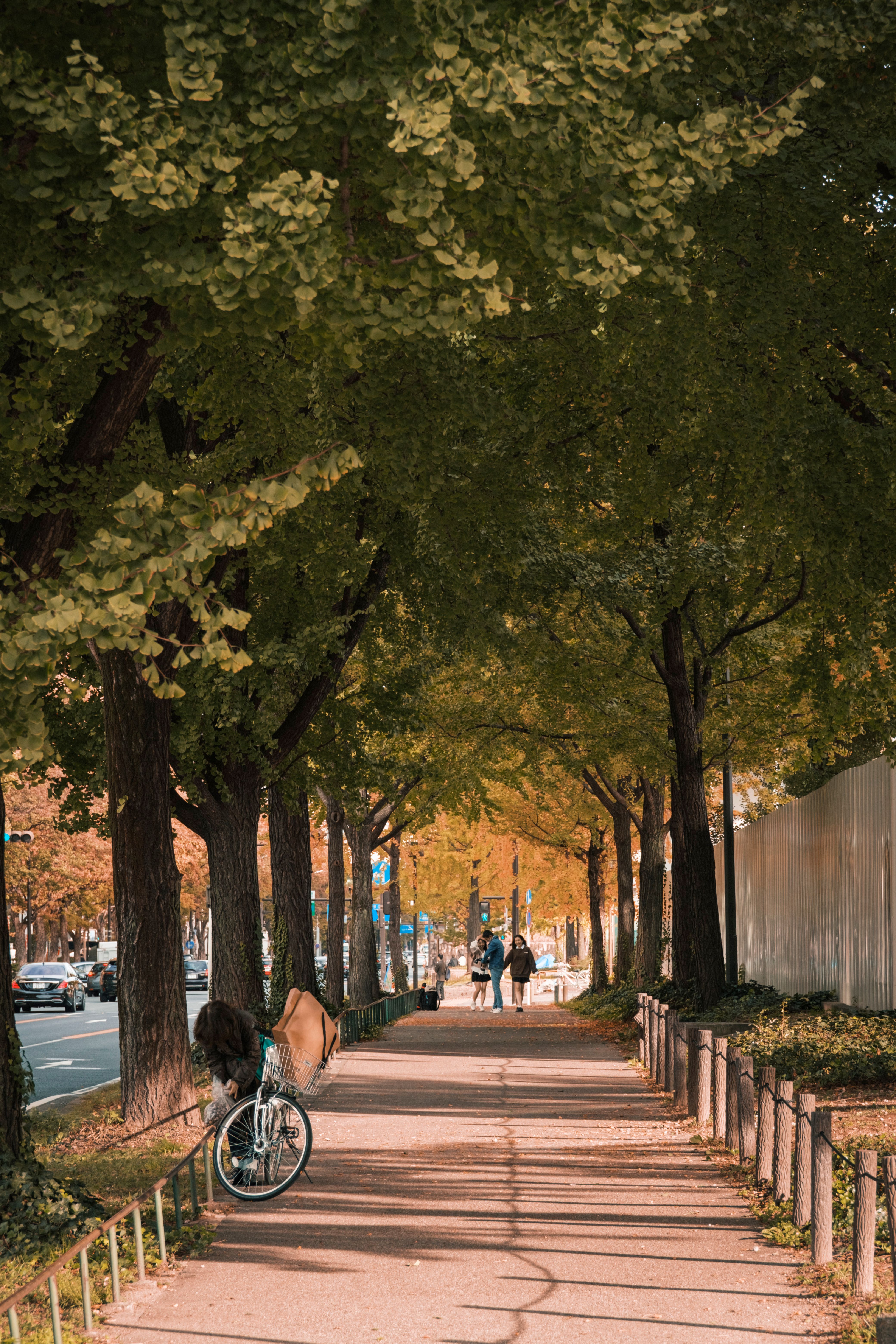 Trees over Sidewalk by Street in Town · Free Stock Photo