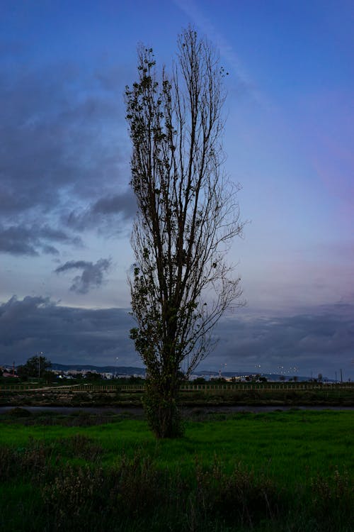 Základová fotografie zdarma na téma lisboa, řeka, sacavém