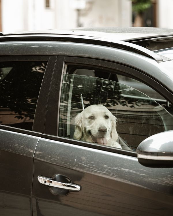 Golden Retriever araçta seyahat ediyor