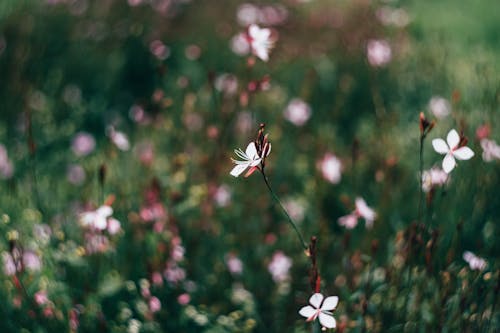 White Petaled Flowers