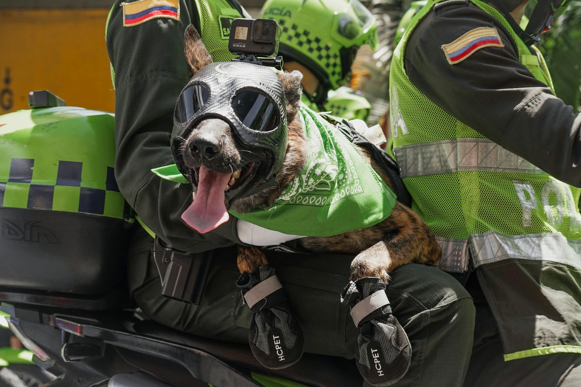 Dog in Motorcycle Gear on Motorbike