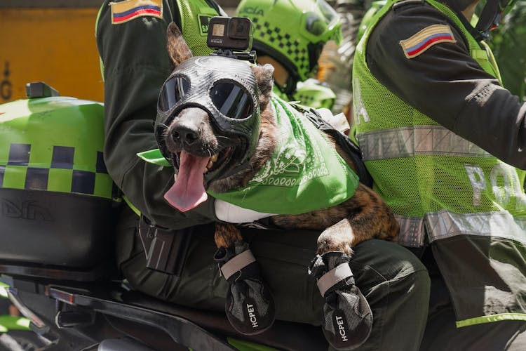 Dog In Motorcycle Gear On Motorbike