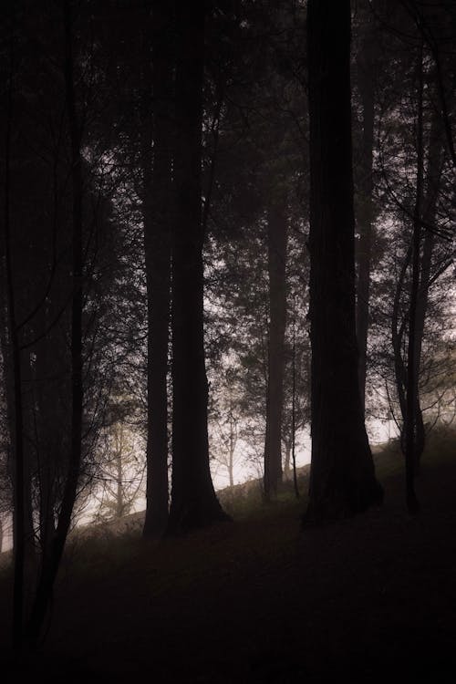 Immagine gratuita di alberi, buio, foresta