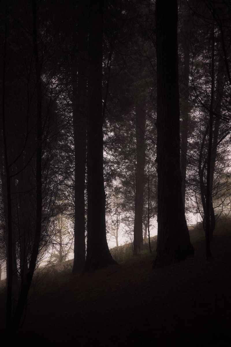 eerie forest darkness silhouettes fog