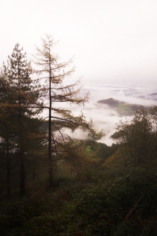 Základová fotografie zdarma na téma hluboký, les, příroda