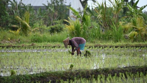 Free A farmer in Denpasar, Bali, harvesting rice in a lush, green paddy field. Stock Photo