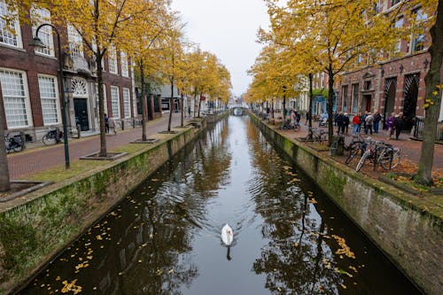 A Swan Swimming in a Canal between Autumnal Trees and Buildings in City 