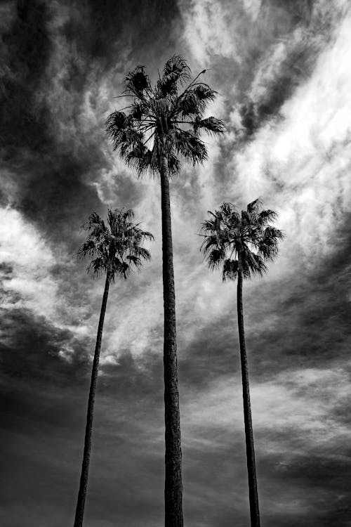 Бесплатное стоковое фото с вертикальный выстрел, облако, пальмовые деревья