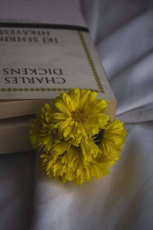 Foto stok gratis Book, bunga kuning, dekorasi