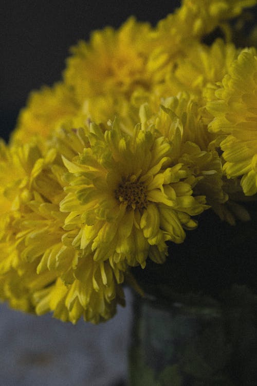 Foto profissional grátis de amarelo, fechar-se, flores