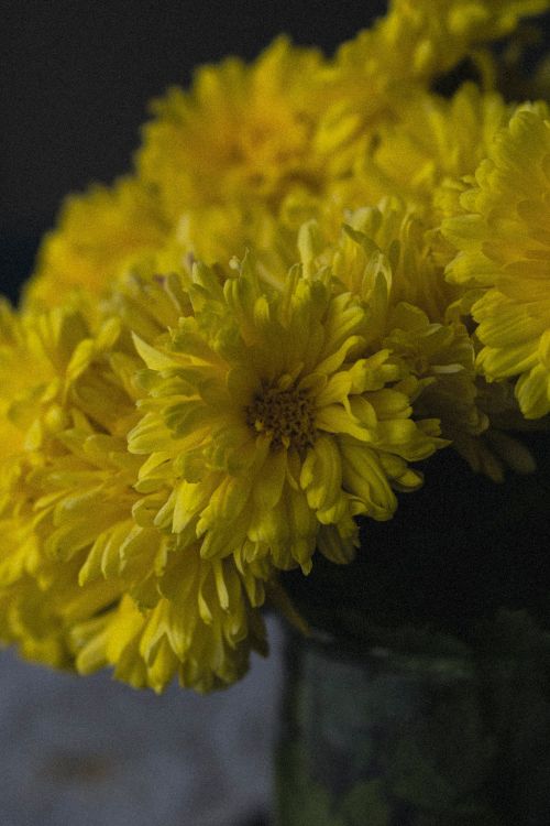 Free Close-up of vibrant yellow chrysanthemums displaying fresh petals, perfect for floral and nature themes. Stock Photo