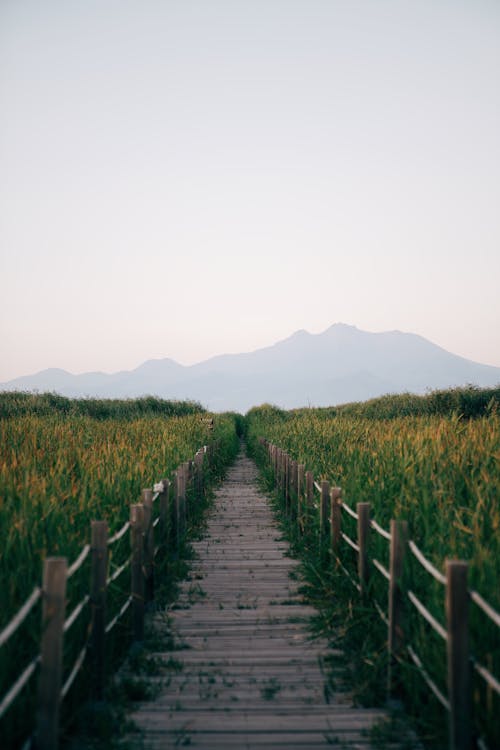 Wooden Pathway in a Field