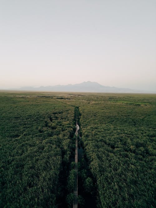 ağaçlar, derin, dikey atış içeren Ücretsiz stok fotoğraf