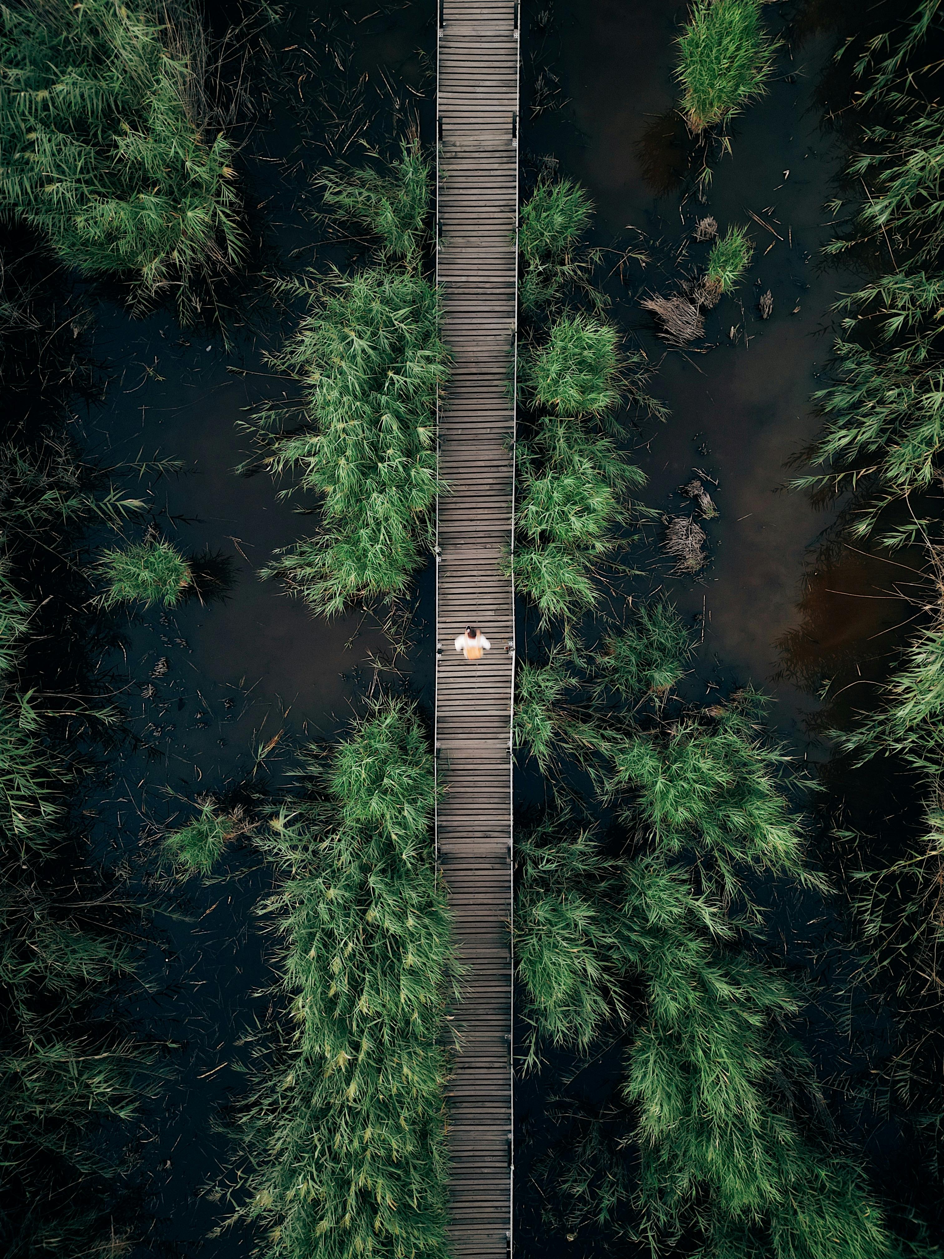 Drone shot capturing a solitary person on a boardwalk amidst lush green reeds in a scenic wetland.