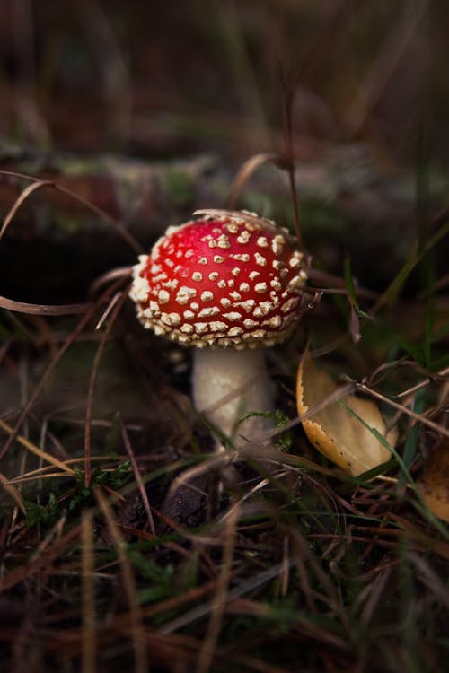 Close-up of a Fly Agaric Growing in a Forest